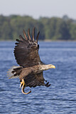 Image. Seeadler