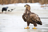 Image. Seeadler