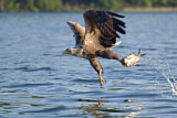 Image. Seeadler