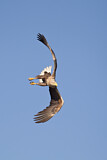 Image. Seeadler