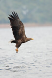 Image. Seeadler
