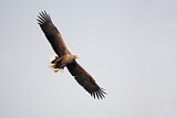 Image. Seeadler