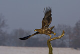Image. Seeadler