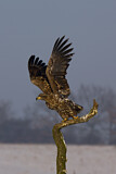 Image. Seeadler