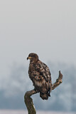 Image. Seeadler