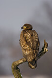 Image. Seeadler