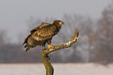 Image. Seeadler