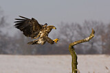 Image. Seeadler
