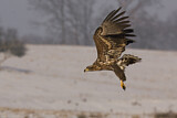 Image. Seeadler