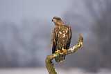 Image. Seeadler