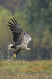 Image. Seeadler