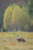 Image. Seeadler