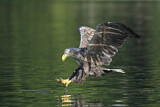 Image. Seeadler