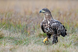 Image. Seeadler