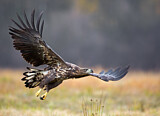 Image. Seeadler