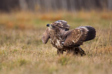 Image. Seeadler