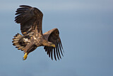 Image. Seeadler