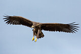 Image. Seeadler