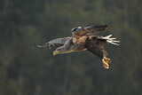 Image. Seeadler