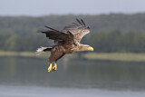 Image. Seeadler