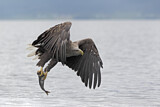 Image. Seeadler