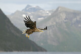 Image. Seeadler
