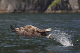 Image. Seeadler
