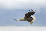 Image. Seeadler