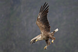 Image. Seeadler