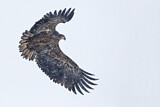 Image. Seeadler