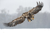 Image. Seeadler