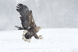 Image. Seeadler