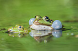 Image. Seefrosch