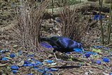 Image. Seidenlaubenvogel