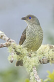 Image. Seidenlaubenvogel