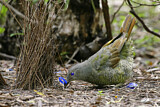 Image. Seidenlaubenvogel