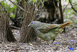 Image. Seidenlaubenvogel