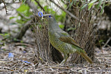 Image. Seidenlaubenvogel