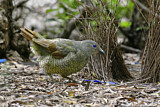 Image. Seidenlaubenvogel