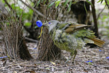 Image. Seidenlaubenvogel