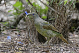 Image. Seidenlaubenvogel