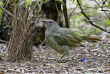 Image. Seidenlaubenvogel