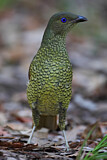 Image. Seidenlaubenvogel