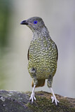 Image. Seidenlaubenvogel
