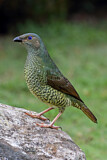 Image. Seidenlaubenvogel