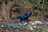 Image. Seidenlaubenvogel