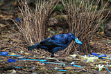 Image. Seidenlaubenvogel