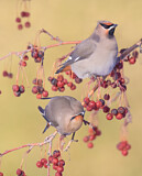 Image. Seidenschwanz