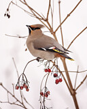 Image. Seidenschwanz