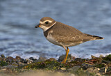 Image. Semipalmated Plover